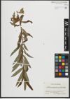 Foto von Salix purpurea L. x Salix viminalis L.